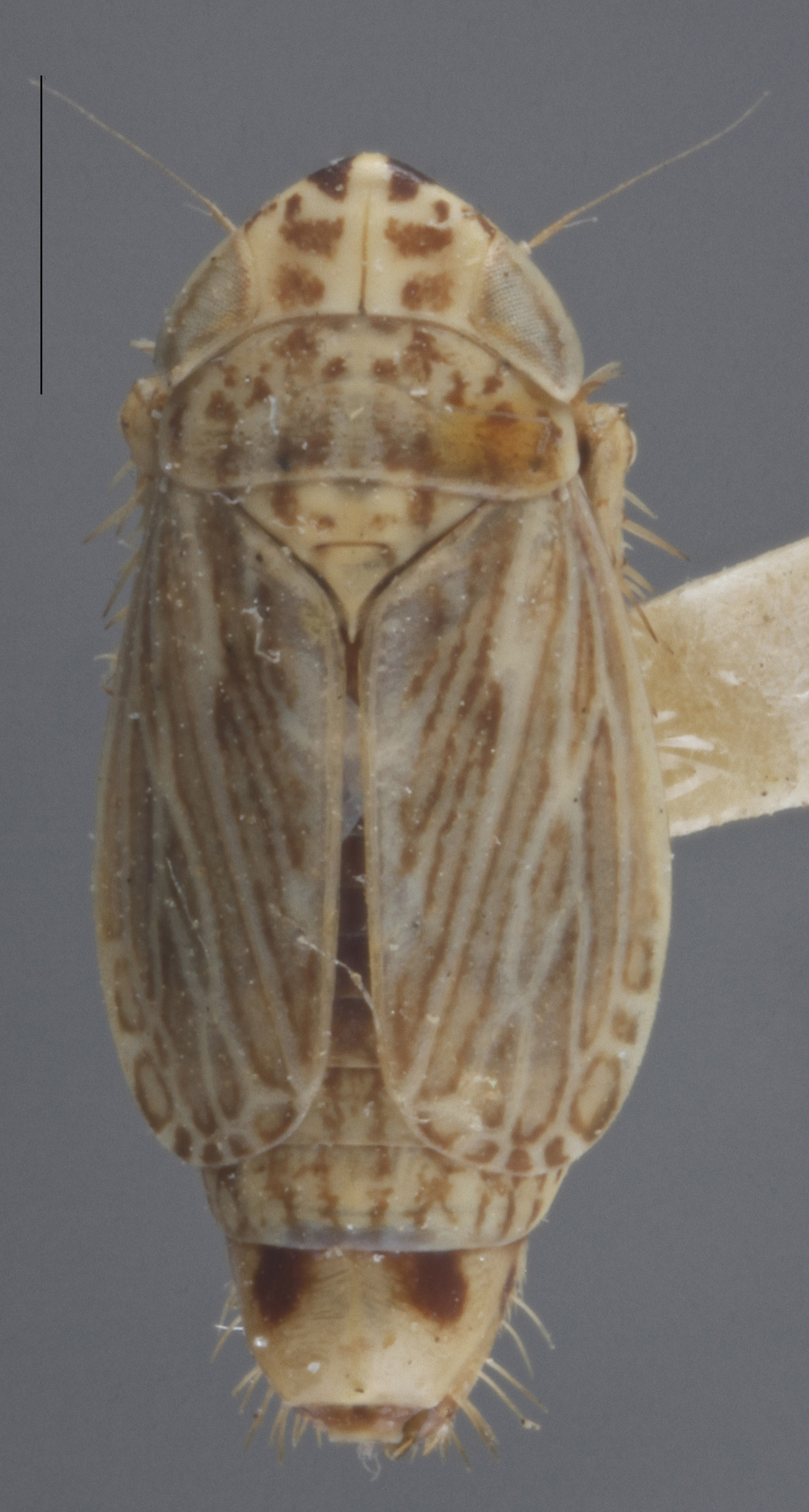 Habitus, dorsal view: Dorsal. Male. (Observation).