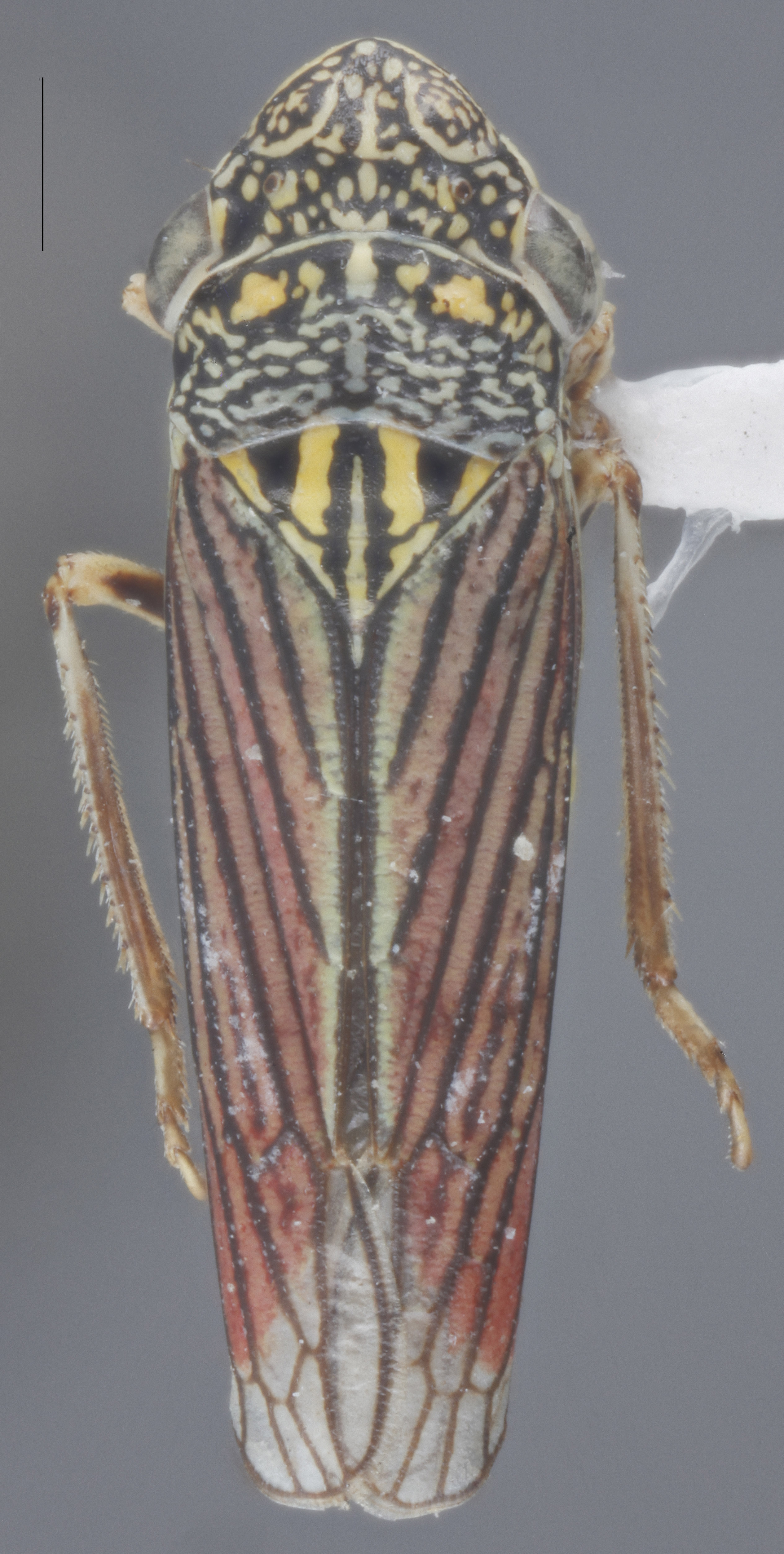 Habitus, dorsal view: !! display not done !! on Cuerna alba Oman & Beamer, 1944: Dorsal. (Observation).