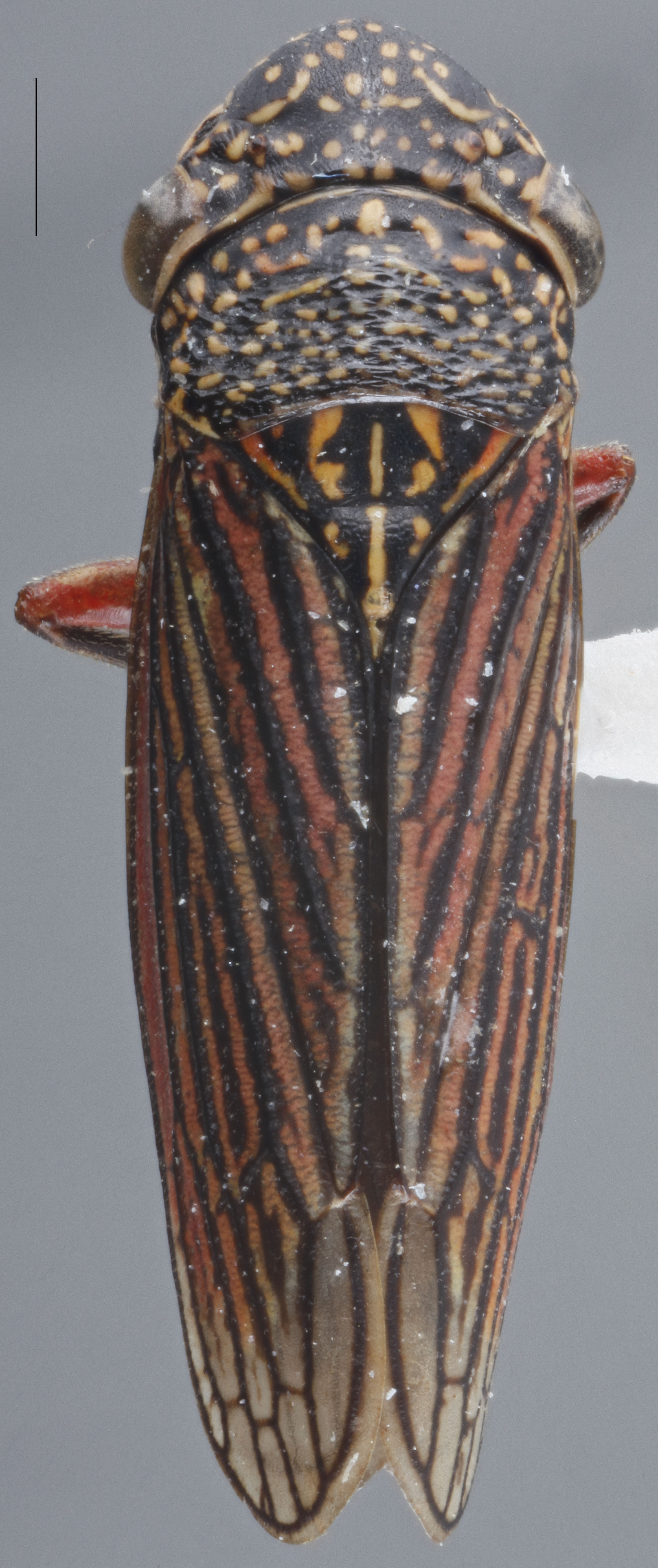 Habitus, dorsal view: Dorsal. (Observation).