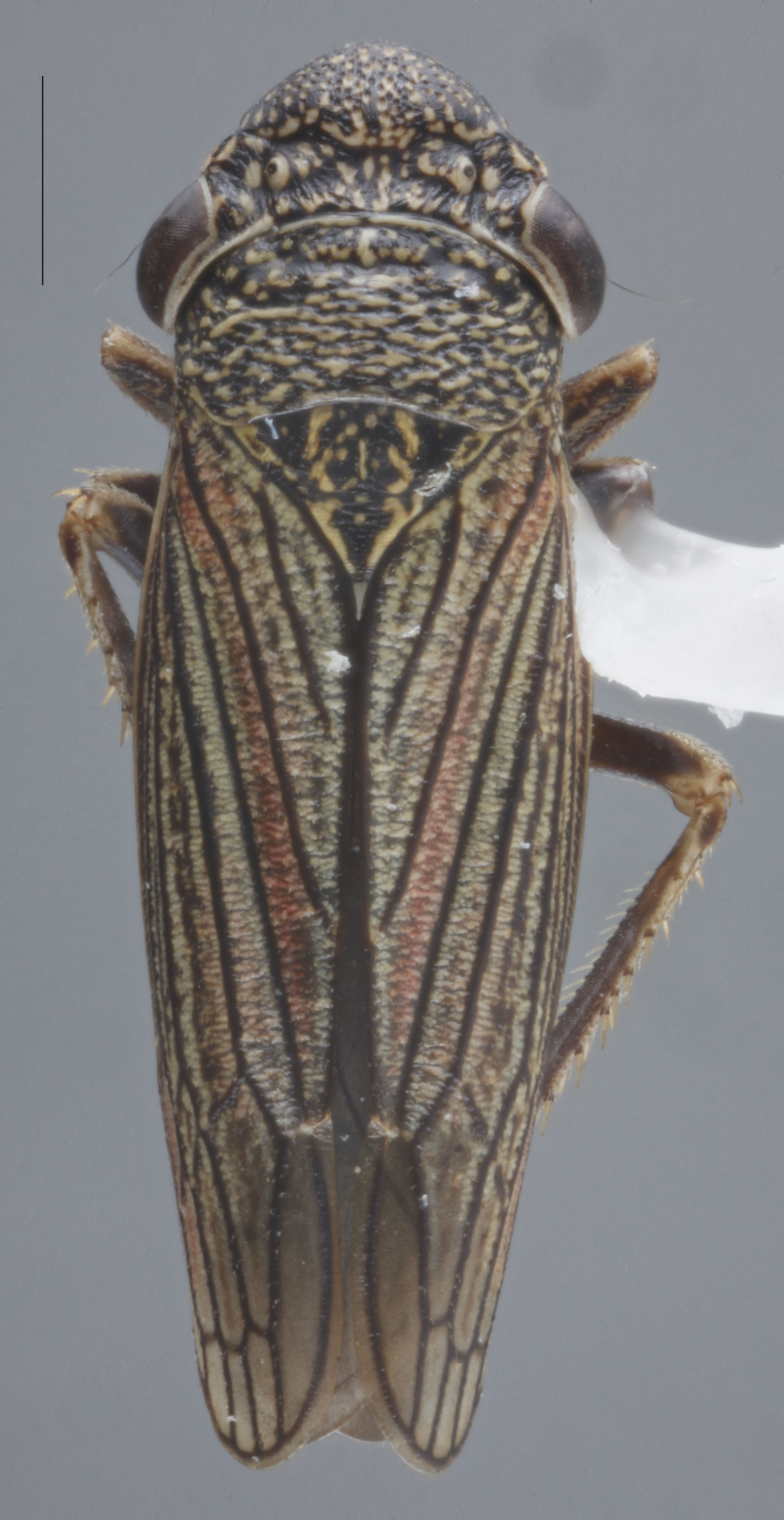 Habitus, dorsal view: !! display not done !! on Cuerna gladiola Oman & Beamer, 1944: Dorsal. (Observation).