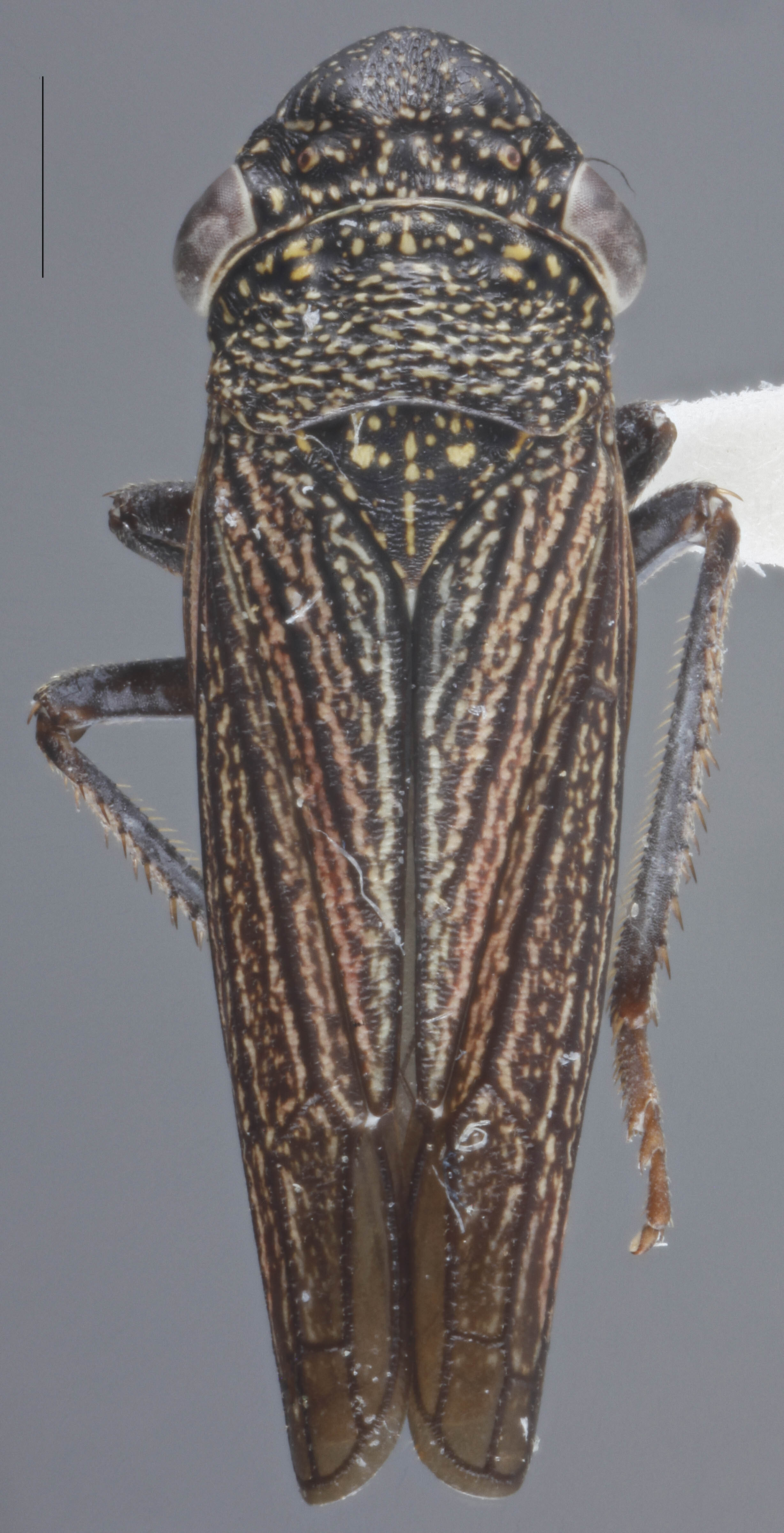 Habitus, dorsal view: !! display not done !! on Cuerna kaloostiani Nielson, 1965: Dorsal. (Observation).