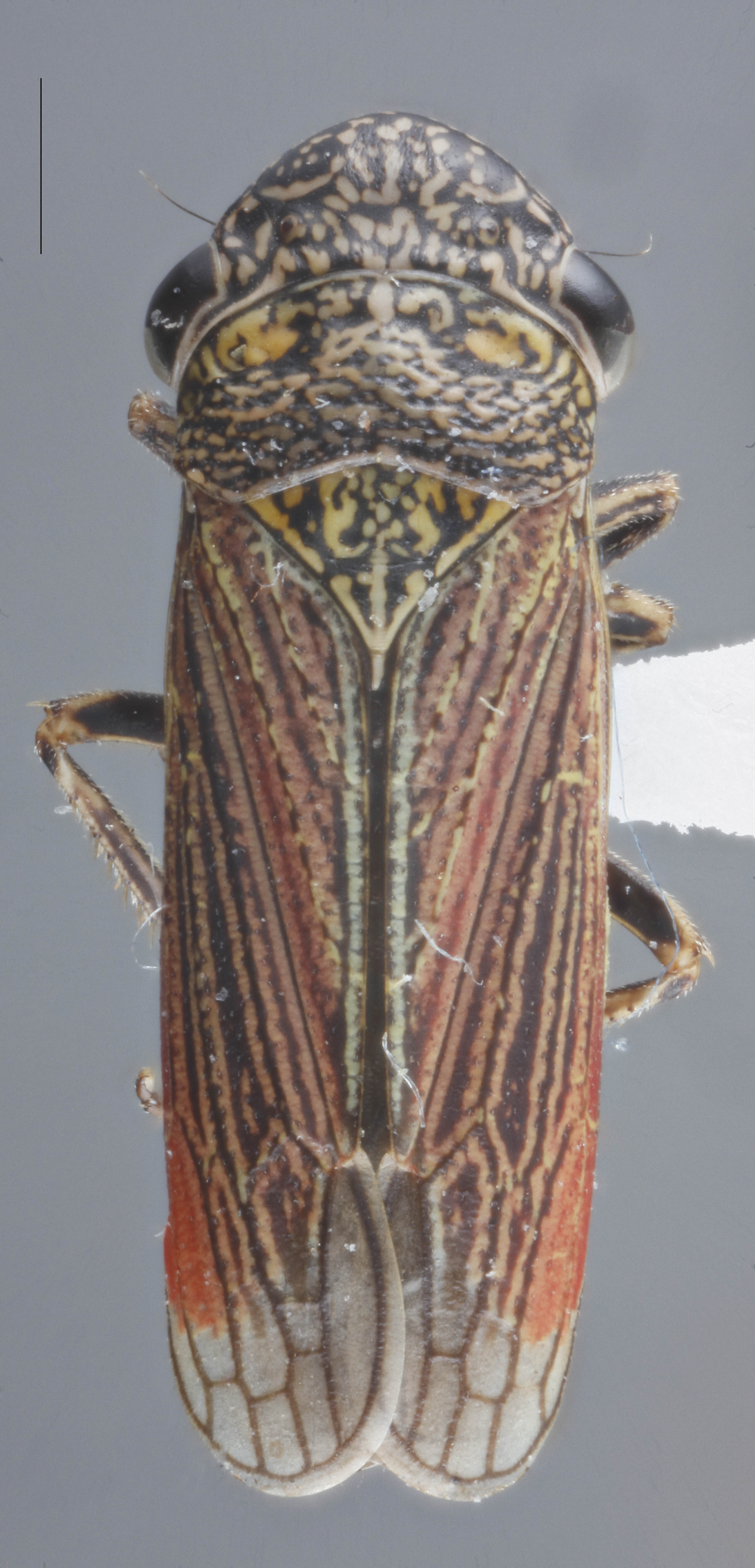 Habitus, dorsal view: !! display not done !! on Cuerna obtusa Oman & Beamer, 1944: Dorsal. (Observation).