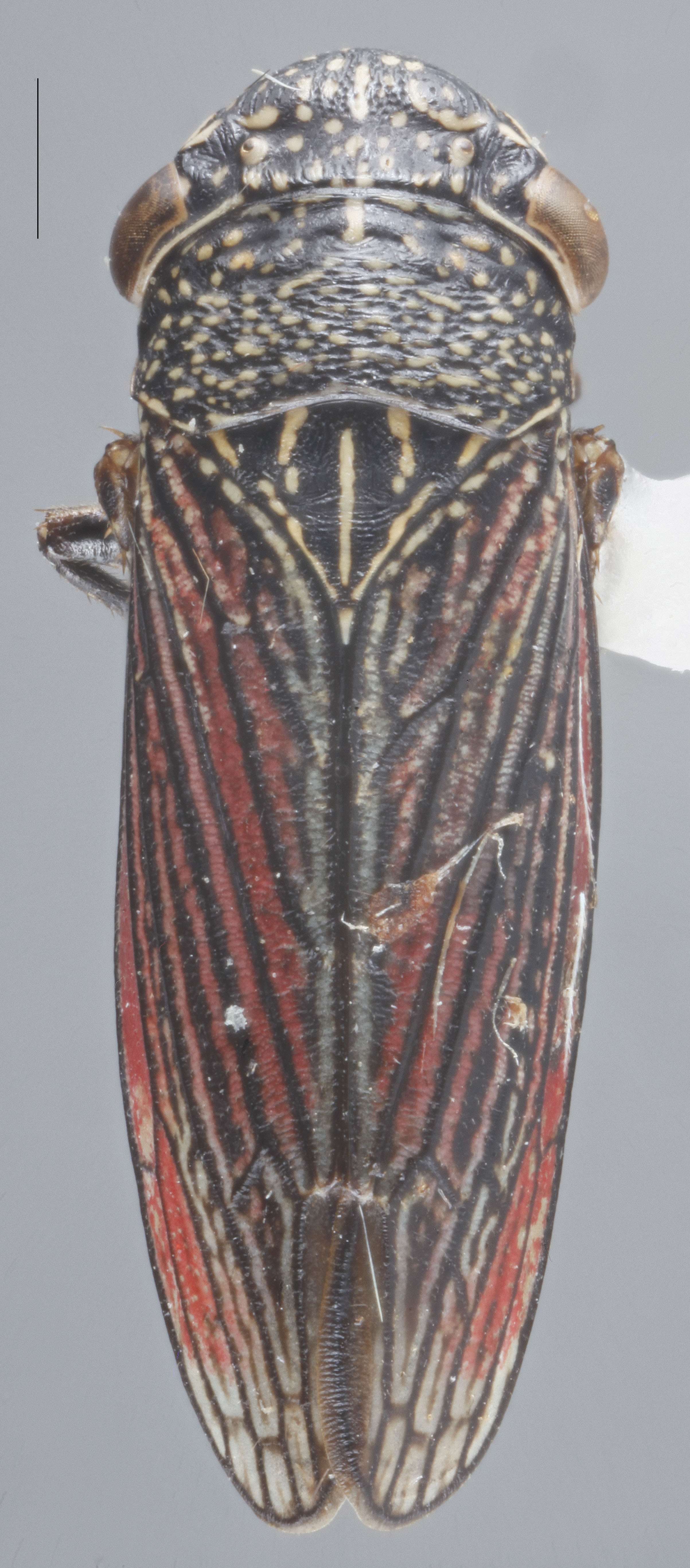 Habitus, dorsal view: Dorsal. (Observation).