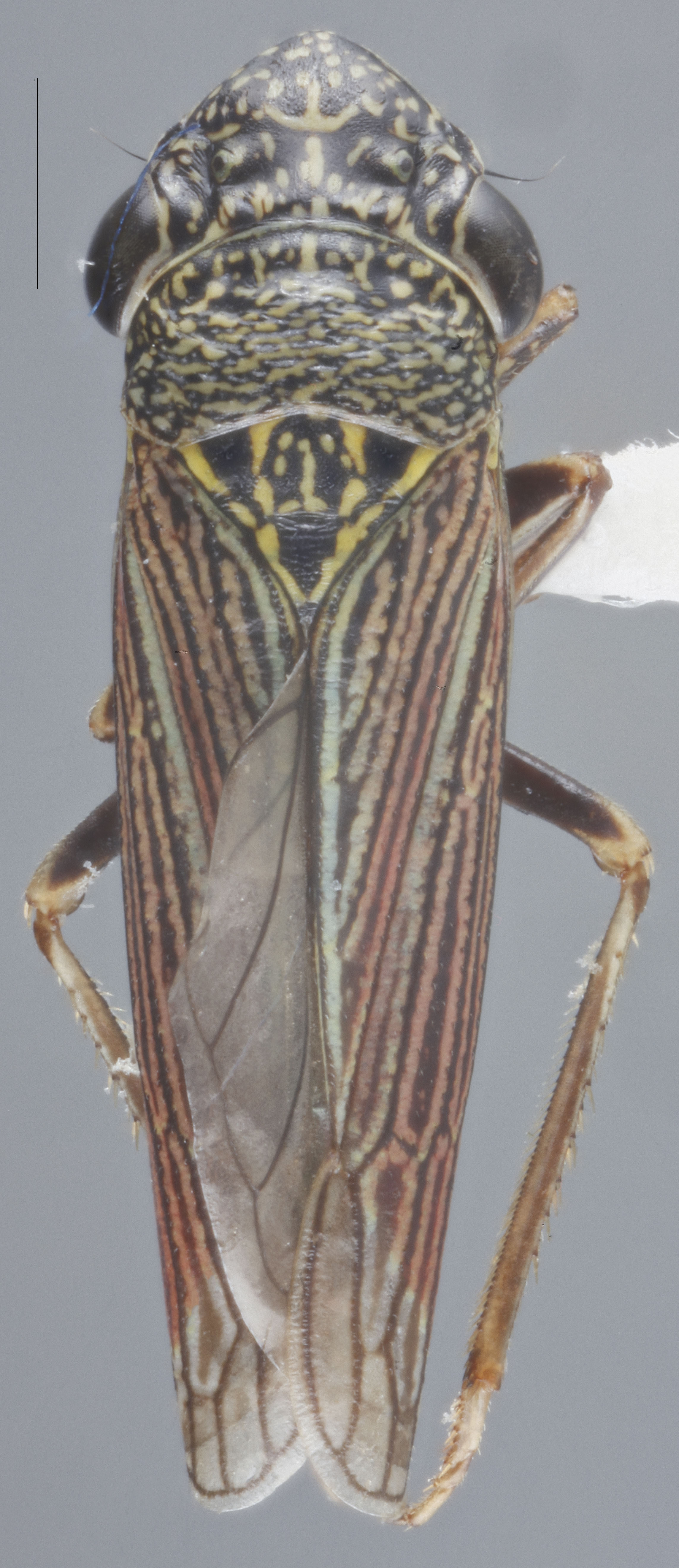 Habitus, dorsal view: Dorsal. (Observation).