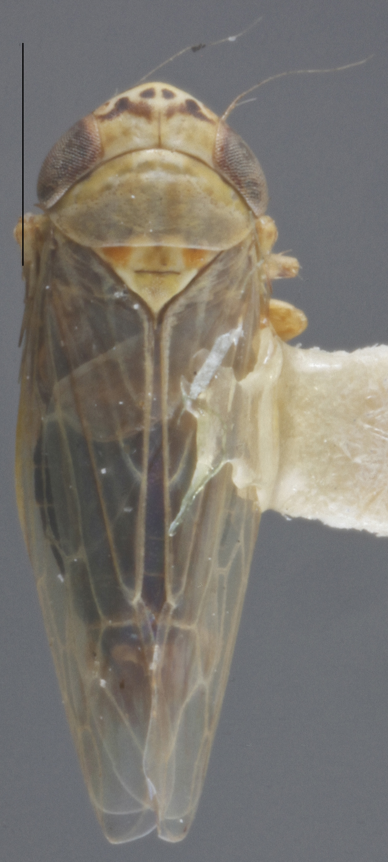 Habitus, dorsal view: !! display not done !! on Graminella balli (Van Duzee, 1916): Dorsal. Male. (Observation).