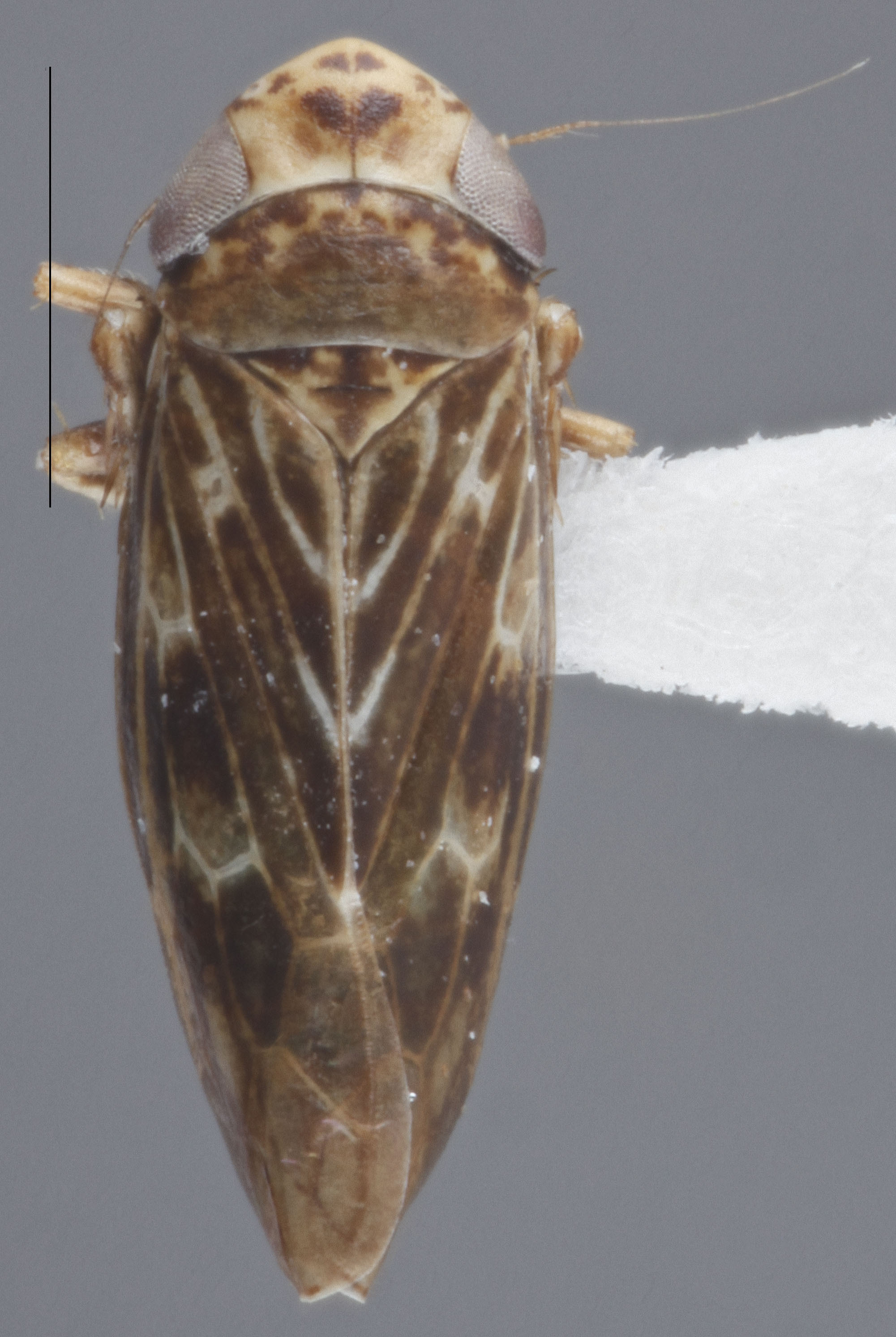 Habitus, dorsal view: Dorsal. (Observation).