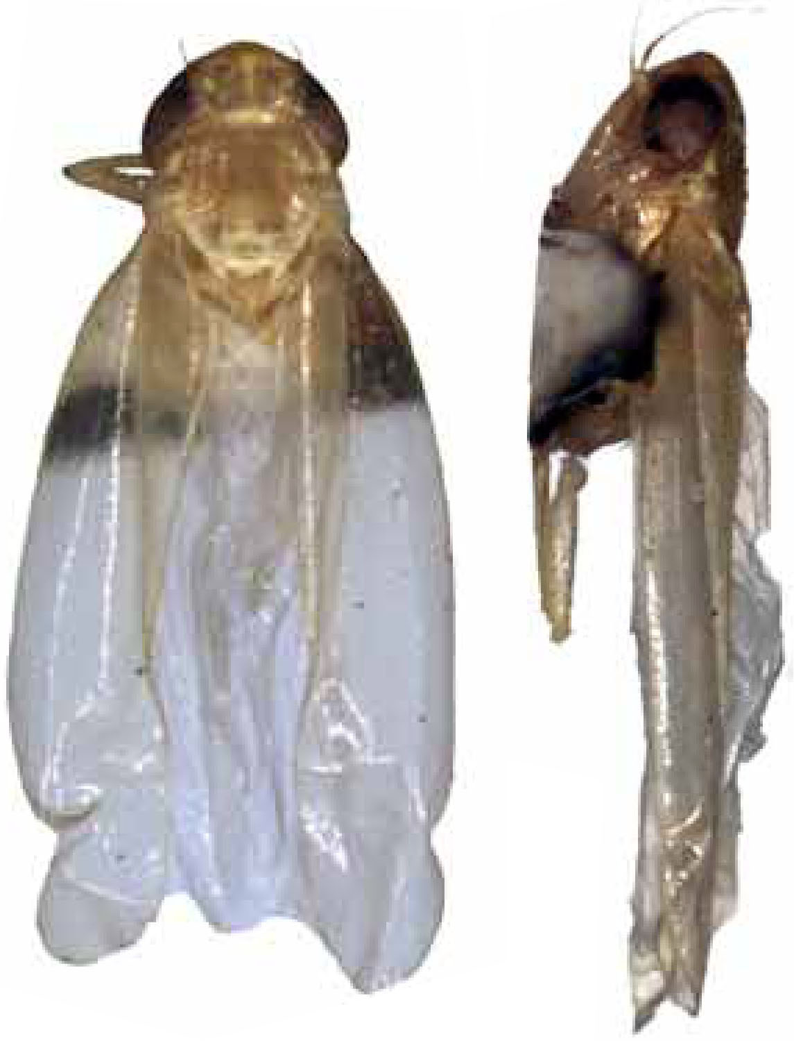 Habitus, dorsal view: !! display not done !! on Distantasca terminalis (Distant, 1918): Habitus. (Observation).