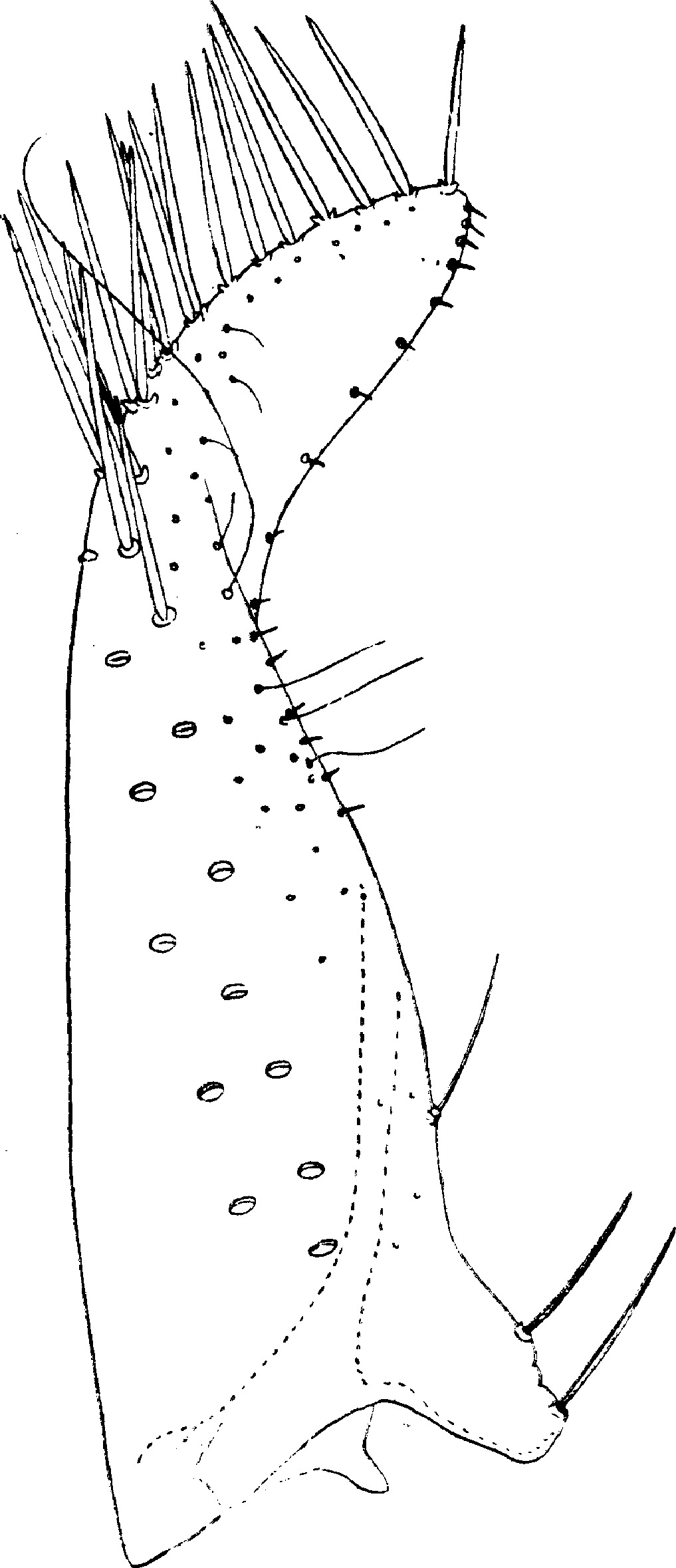 Subgenital plate: !! display not done !! on Afrasca silvicola (Dworakowska, 1972): Subgenital plate. (Observation).