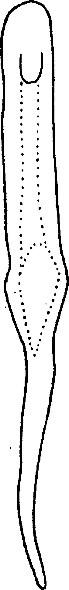 Aedeagus, ventral view: Aedeagus, ventral view. (Observation).