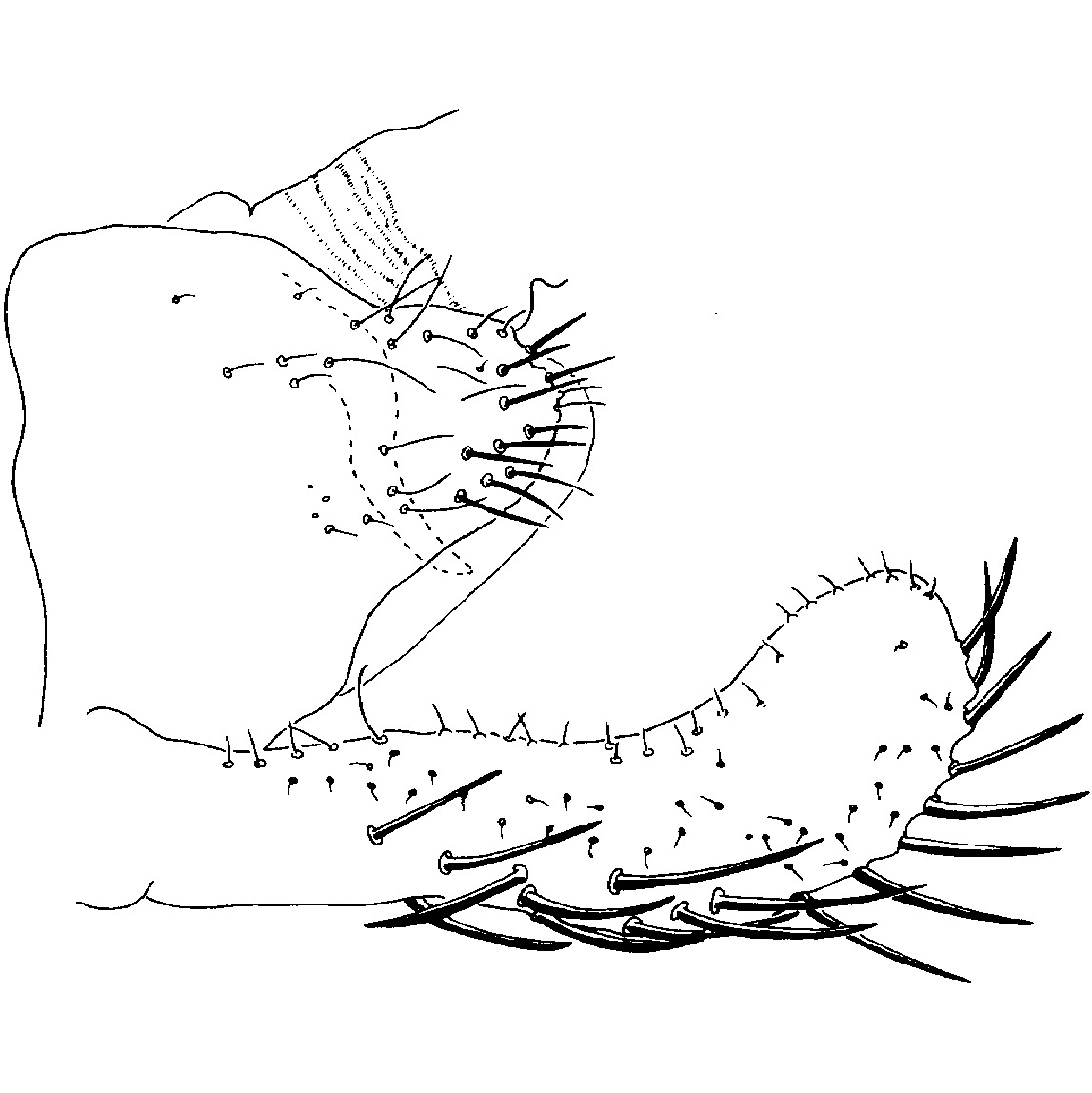 Pygofer, lateral view: genital capsule, lateral. (Observation).