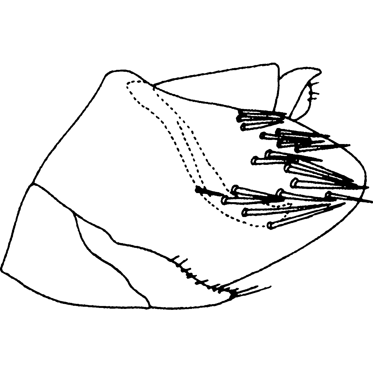 Pygofer, lateral view: Pygofer, lateral view. (Observation).
