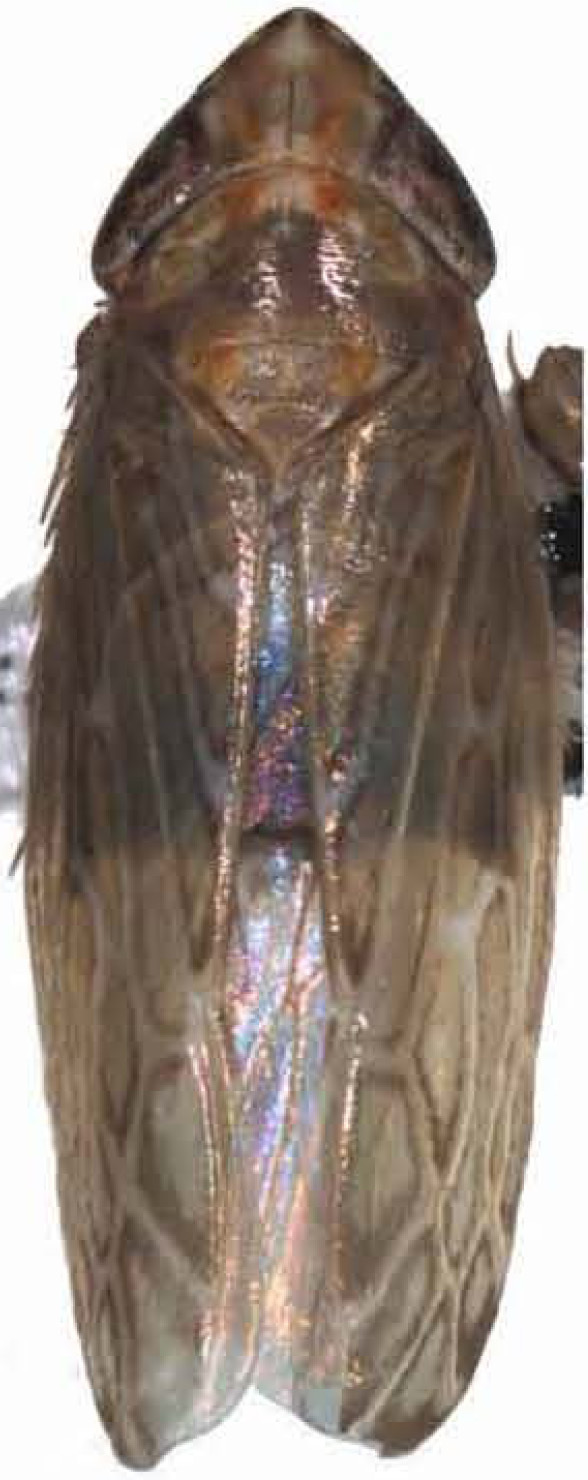 Habitus, dorsal view: Habitus. (Observation).
