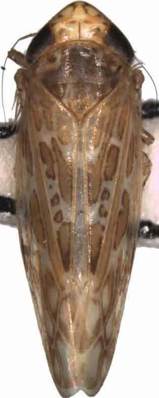 Habitus, dorsal view: !! display not done !! on Maiestas oryzae (Matsumura, 1902): Habitus. (Observation).