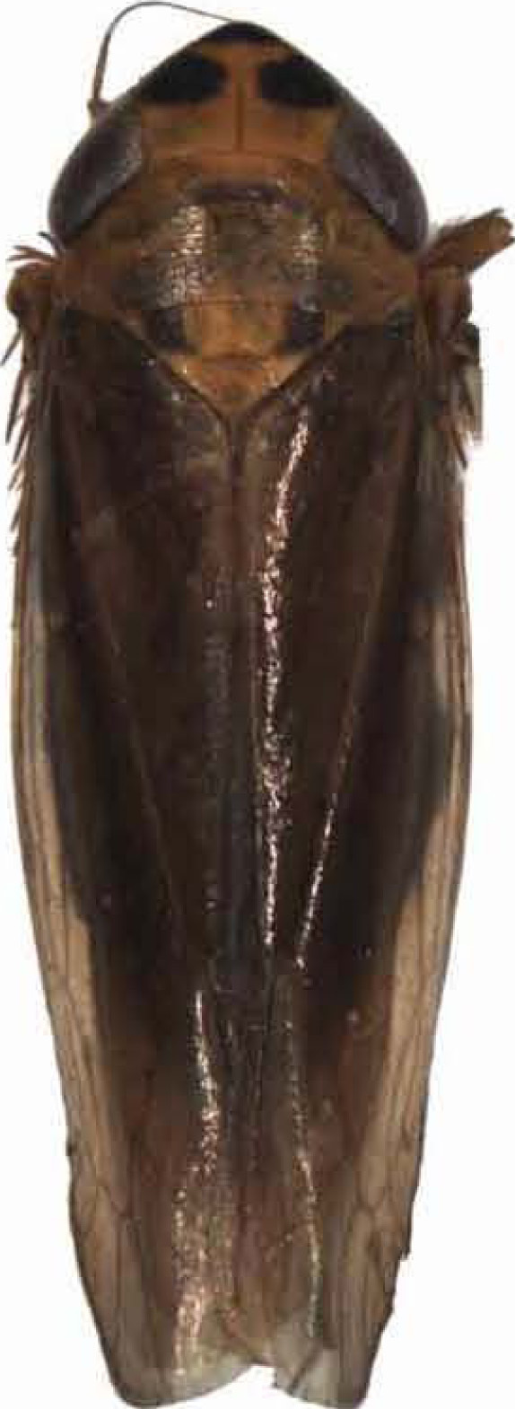Habitus, dorsal view: Habitus. (Observation).