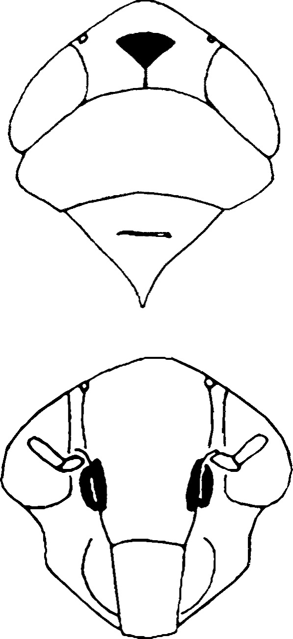 Head: Head and thorax (Hyderabad). (Observation).