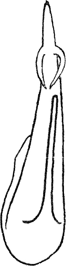 Aedeagus, ventral view: !! display not done !! on Thamnotettix zelleri (Kirschbaum, 1868): Aedeagus, ventral view. (Observation).