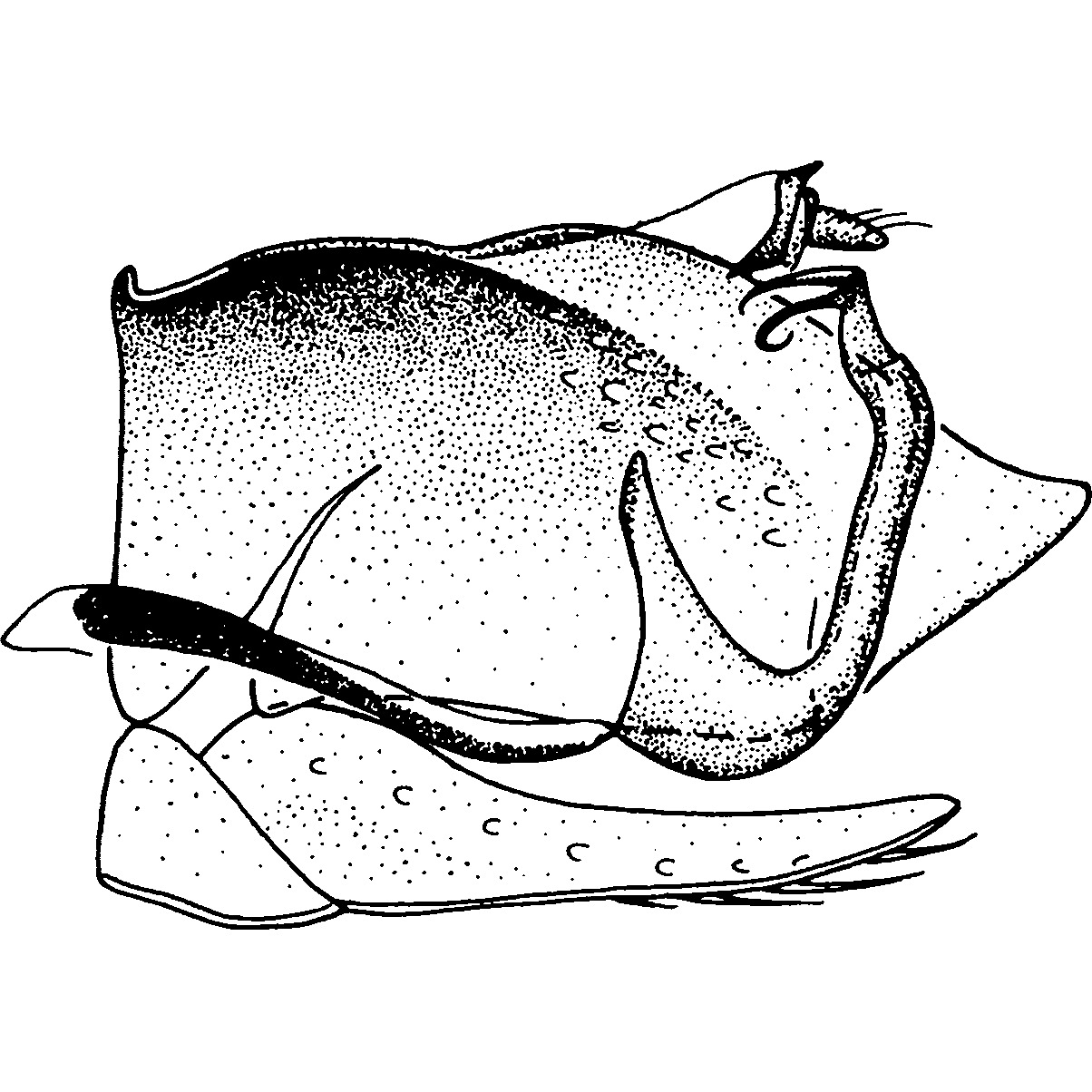 Pygofer, lateral view: !! display not done !! on Pendarus (Pendarus) auroalbus (Walker, 1851): Pygofer, lateral view. (Observation).
