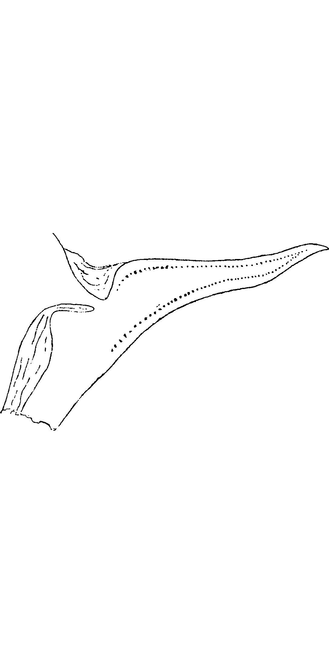 Pygofer, lateral view: !! display not done !! on Selenocephalus obsoletus (Germar, 1817): Pygofer, lateral view. (Observation).