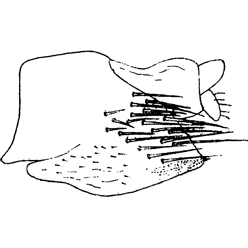 Pygofer, lateral view: !! display not done !! on Grypotellus staurus (Ivanoff, 1885): Pygofer, lateral view. (Observation).