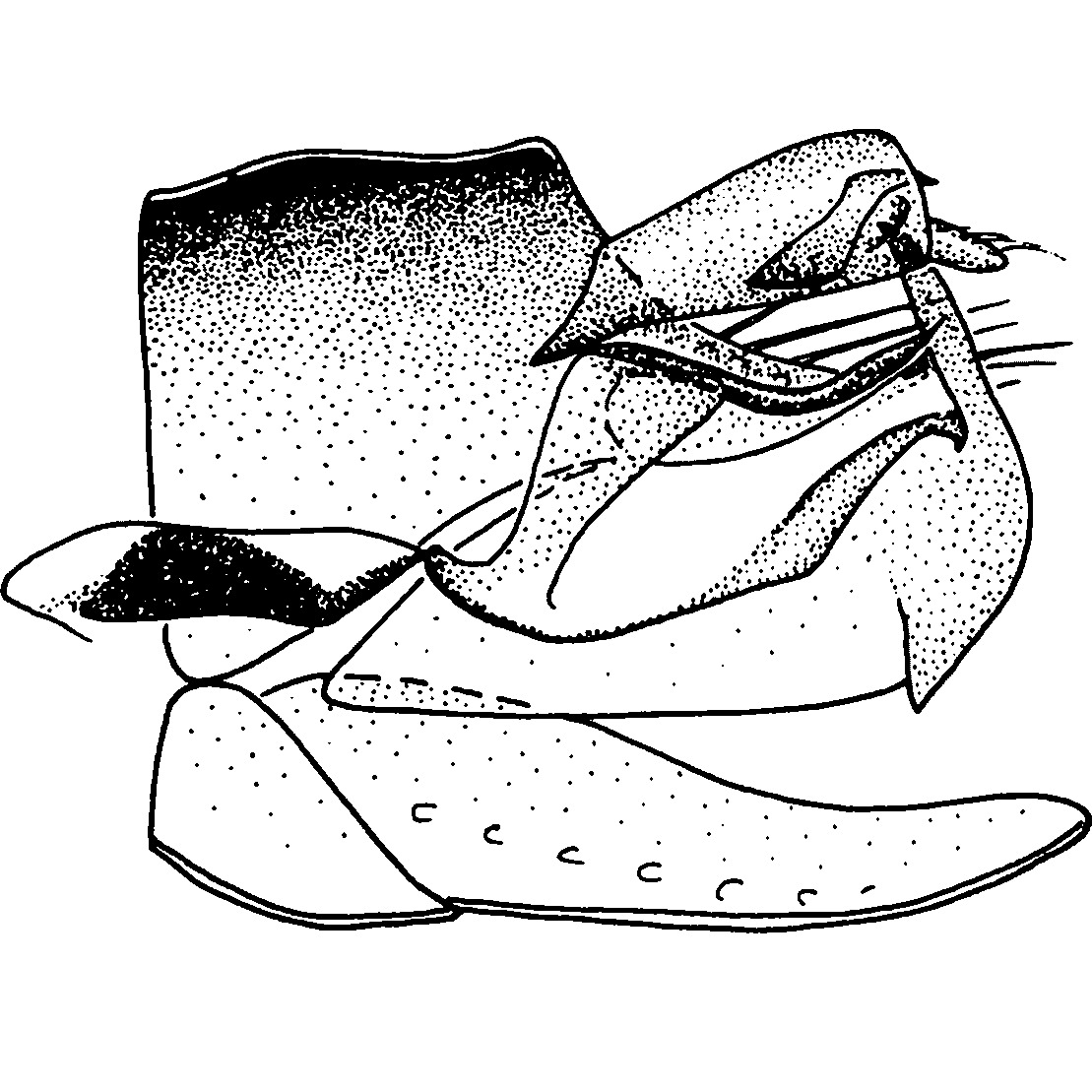 Pygofer, lateral view: Pygofer, lateral view. (Observation).