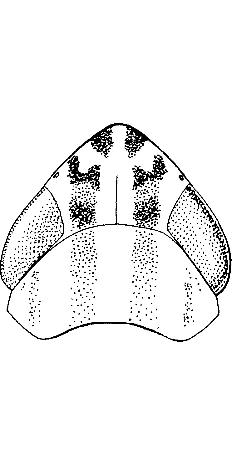 Head: !! display not done !! on Cosmotettix beirnei (Hamilton & Ross, 1975): Head, prothorax. (Observation).