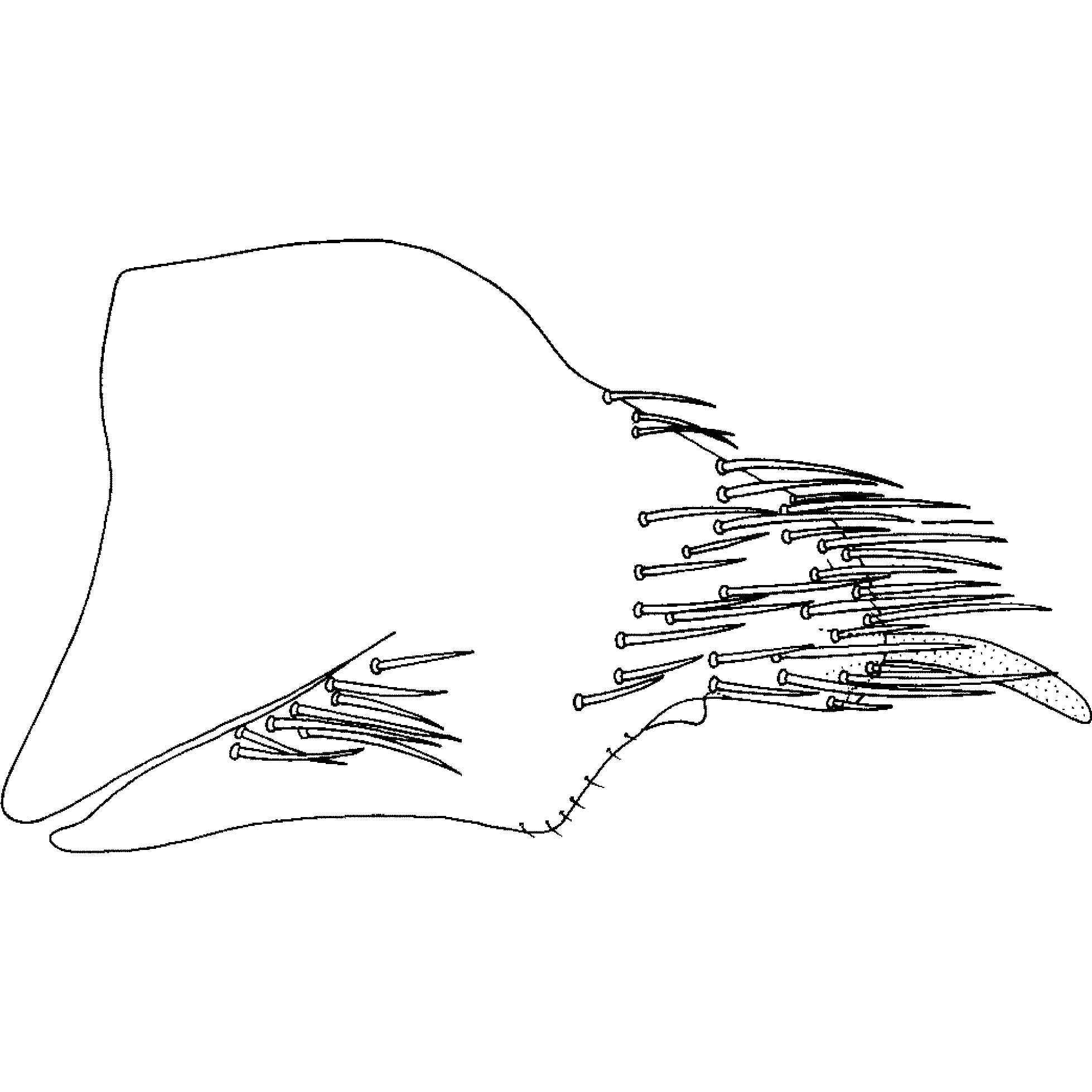 Pygofer, lateral view: Pygofer, lateral view. (Observation).