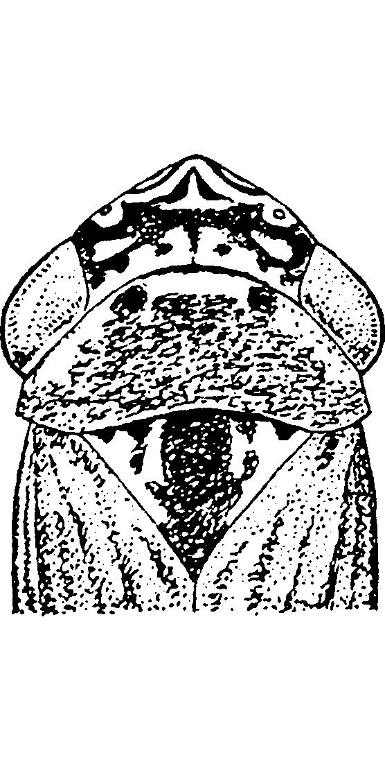 Head: !! display not done !! on Ophiolix angustatus (Osborn, 1915): Head, pro-, and mesothorax. (Observation).