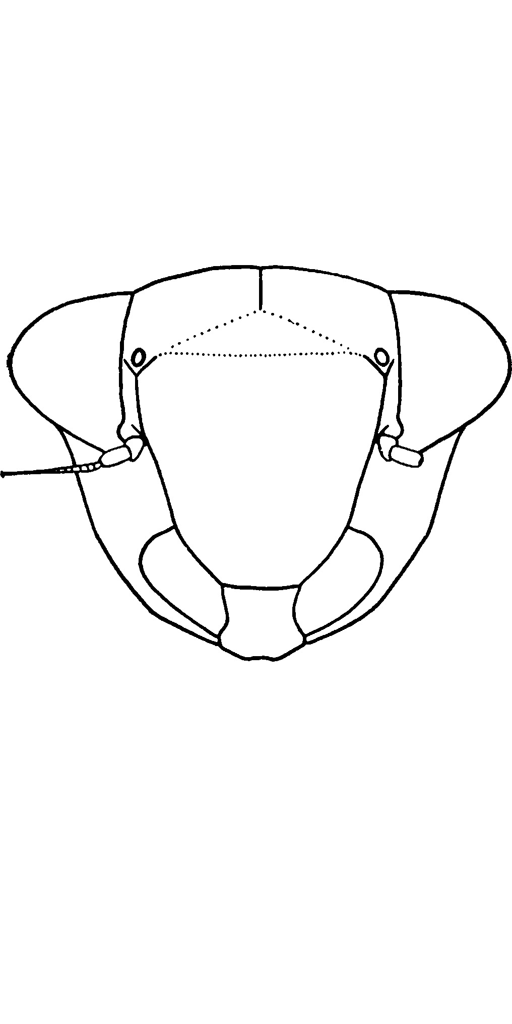 Head: !! display not done !! on Phlepsius ornatus (Perris, 1857): Face. (Observation).