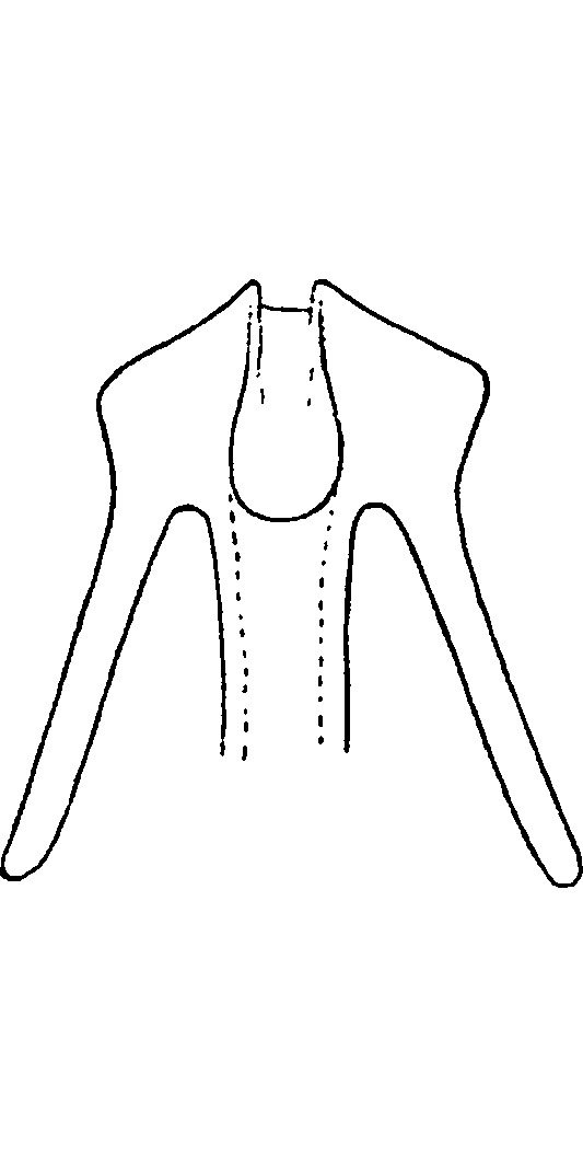 Aedeagus, ventral view: !! display not done !! on Megophthalmus scabripennis Edwards, 1915: Aedeagus, ventral view. (Observation).