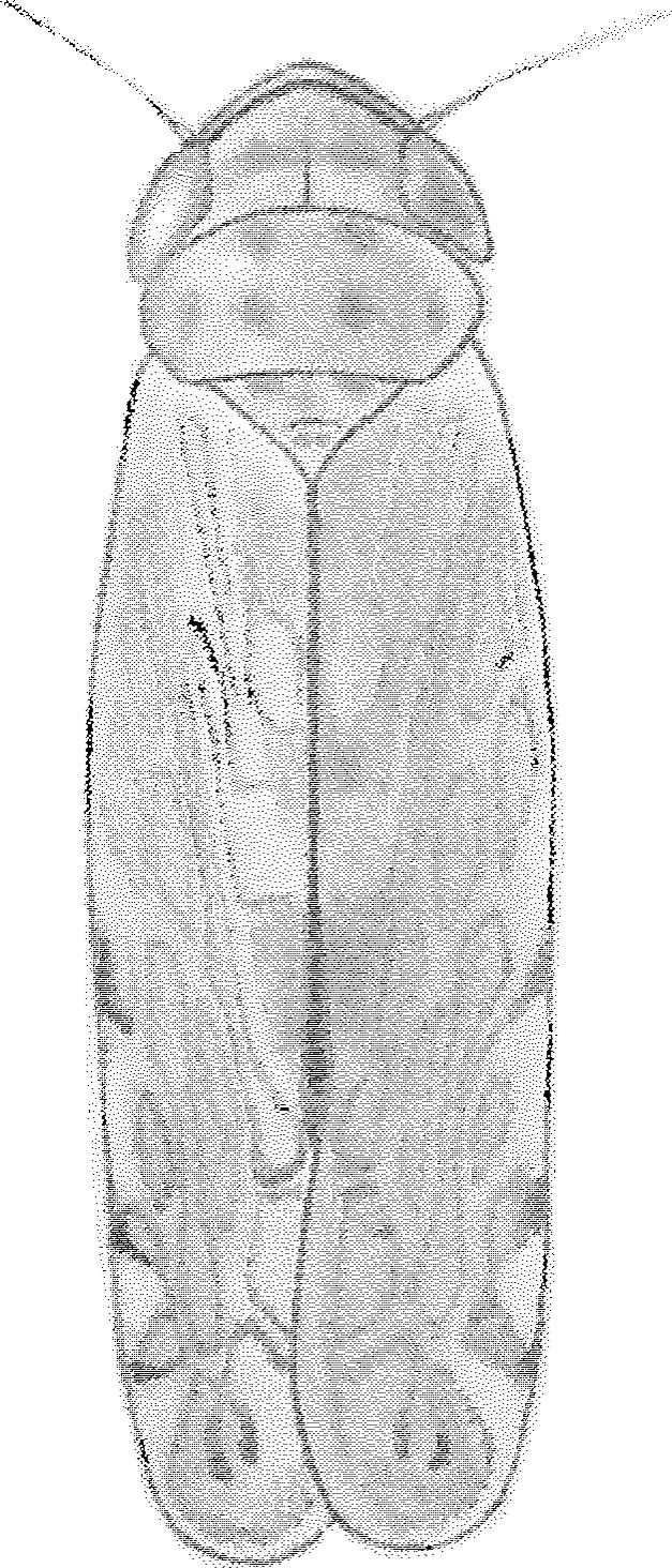 Habitus, dorsal view: Habitus. (Observation).