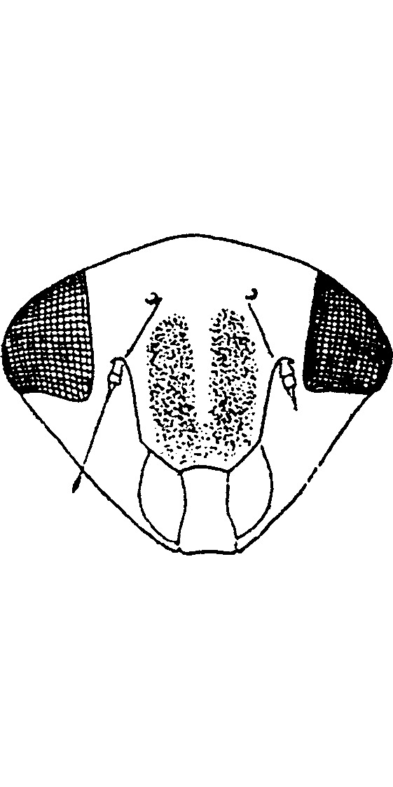 Head: !! display not done !! on Acericerus rotundifrons (Kirschbaum, 1868): Face. (Observation).