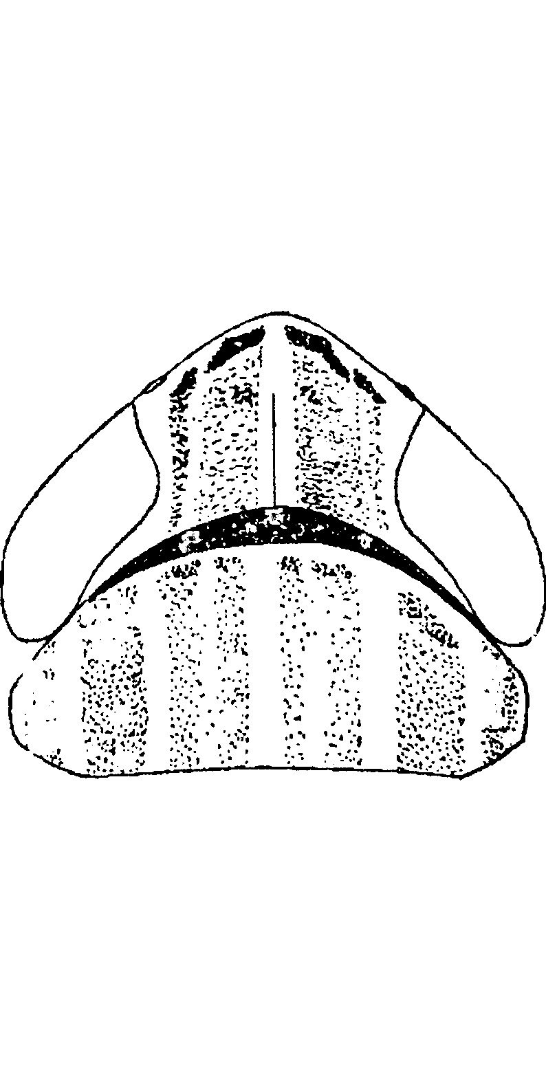 Head: !! display not done !! on Arocephalus lakonicus Dlabola, 1980: Head, prothorax. (Observation).