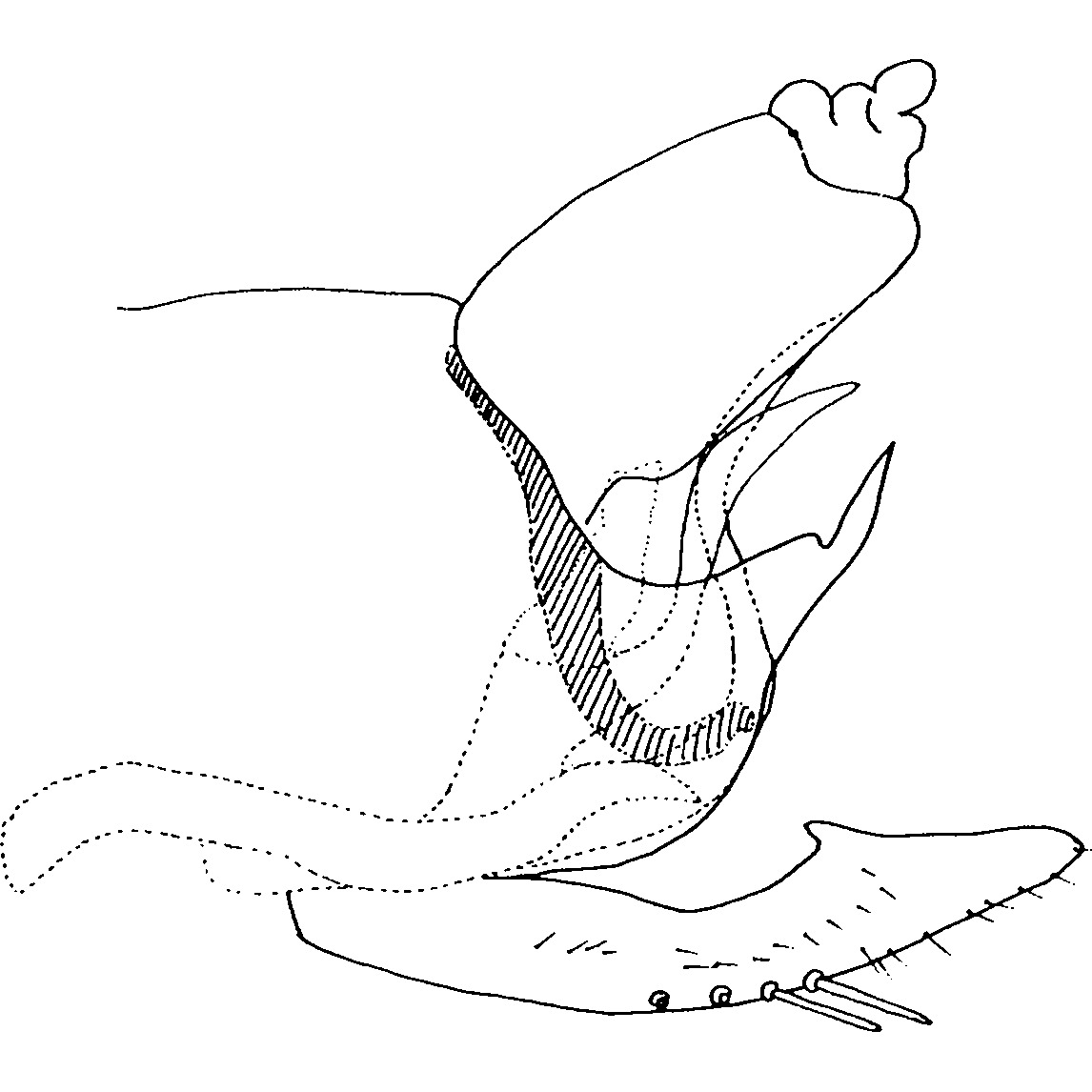 Pygofer, lateral view: Pygofer, lateral view. (Observation).