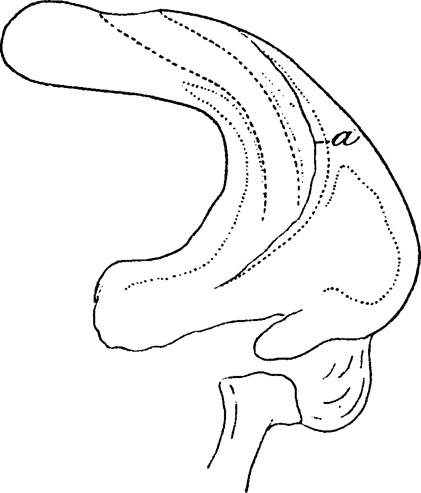 Aedeagus, lateral view: Aedeagus, lateral view. (Observation).