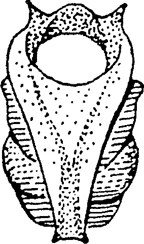 Aedeagus, ventral view: !! display not done !! on Limotettix (Limotettix) nigrax Medler, 1943: Aedeagus, ventral view. (Observation).