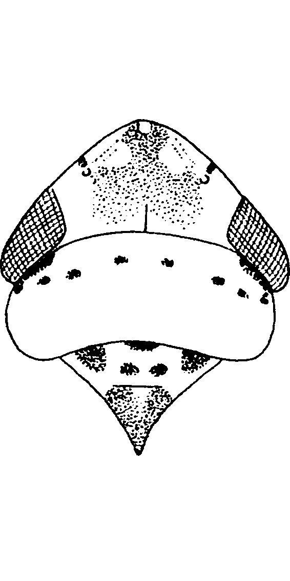Head: !! display not done !! on Chiasmus conspurcatus (Perris, 1857): Head, pro-, and mesothorax (female). (Observation).
