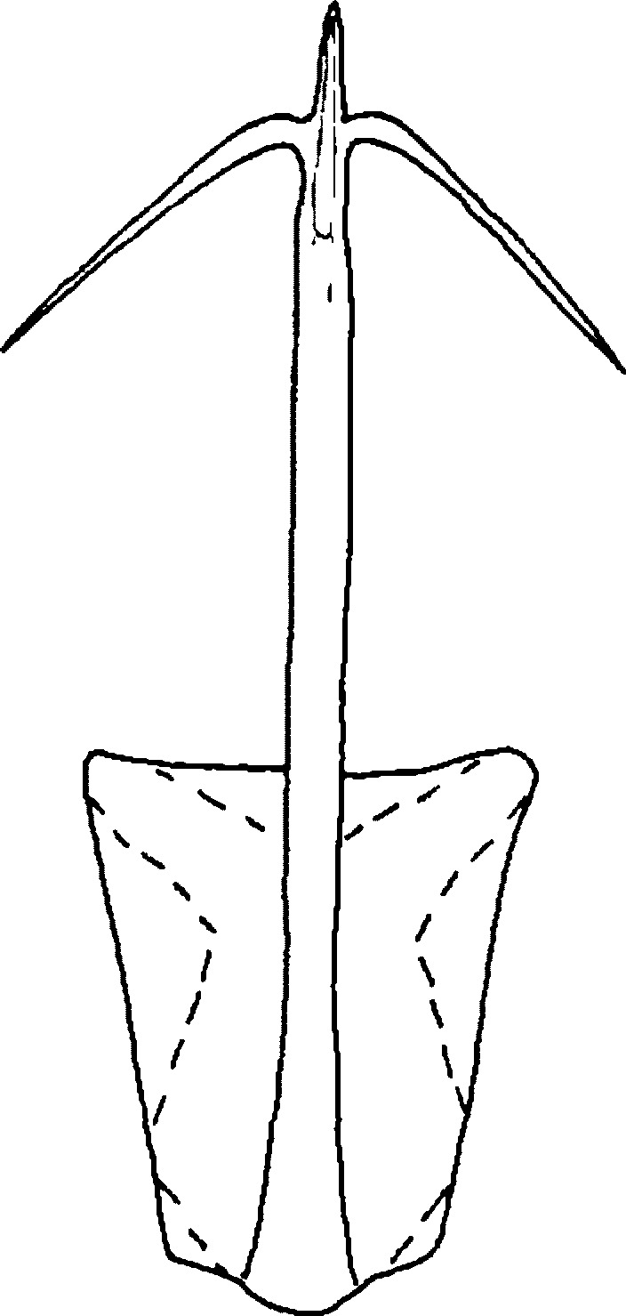 Aedeagus, ventral view: !! display not done !! on Mocydiopsis longicauda Remane, 1961: Aedeagus, ventral view. (Observation).