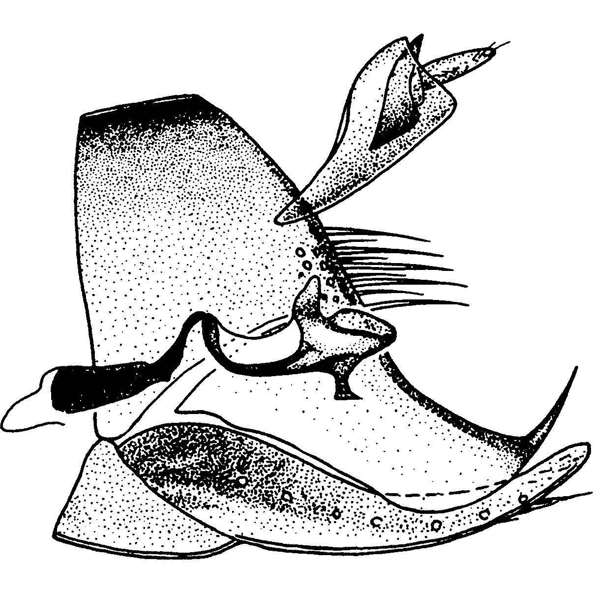 Pygofer, lateral view: !! display not done !! on Paraphlepsius (Gamarex) fulvidorsum (Fitch, 1851): Pygofer, lateral view. (Observation).