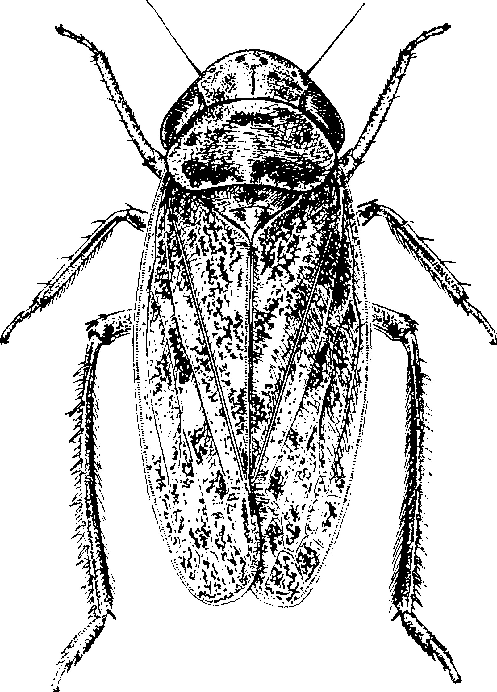 Habitus, dorsal view: Habitus. (Observation).