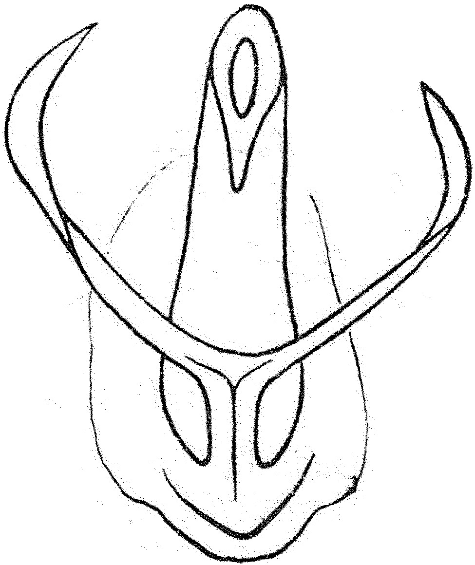 Aedeagus, ventral view: !! display not done !! on Goniagnathus (Goniozygotes) bolivari (Melichar, 1907): Aedeagus, ventral view (G. hoberlandti). (Observation).