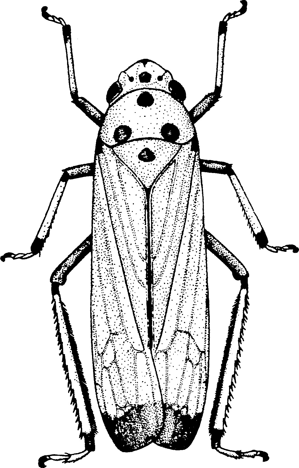 Habitus, dorsal view: Habitus, dorsal view (B. sinica Yang & Li, 1980). (Observation).