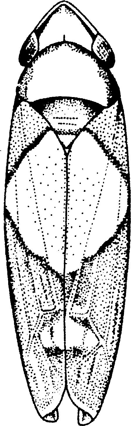 Habitus, dorsal view: Habitus, dorsal view. (Observation).
