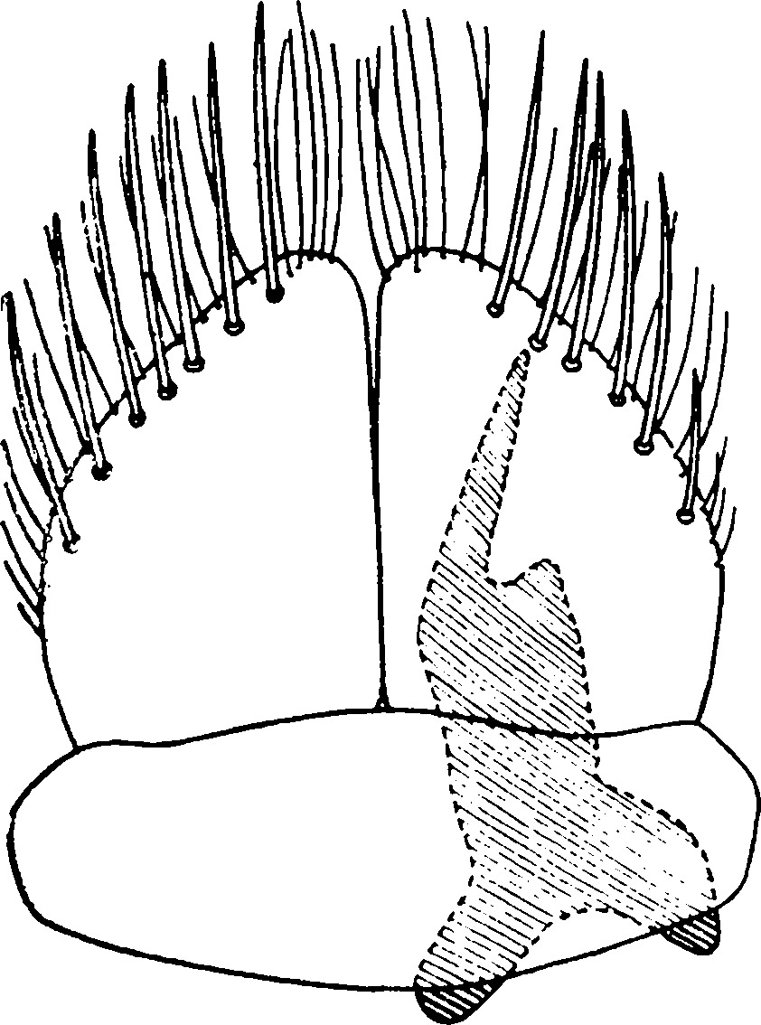 Subgenital plate: !! display not done !! on Maiestas variegata (Anufriev, 1970): Subgenital plate. (Observation).