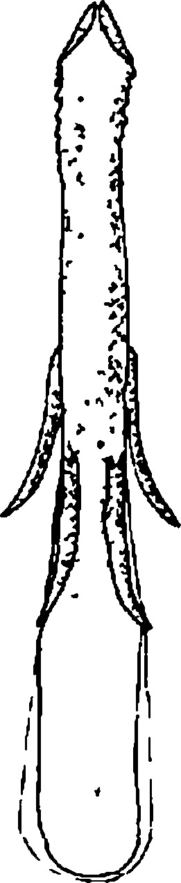 Aedeagus, ventral view: !! display not done !! on Aphrodes makarovi Zakhvatkin, 1948: Aedeagus, ventral view. (Observation).