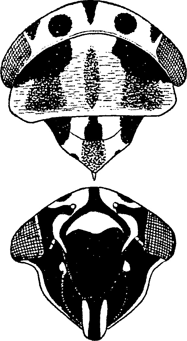 Head: !! display not done !! on Anaceratagallia (Anaceratagallia) venosa (Fourcroy, 1785): Head, pro-, and mesothorax (male). (Observation).