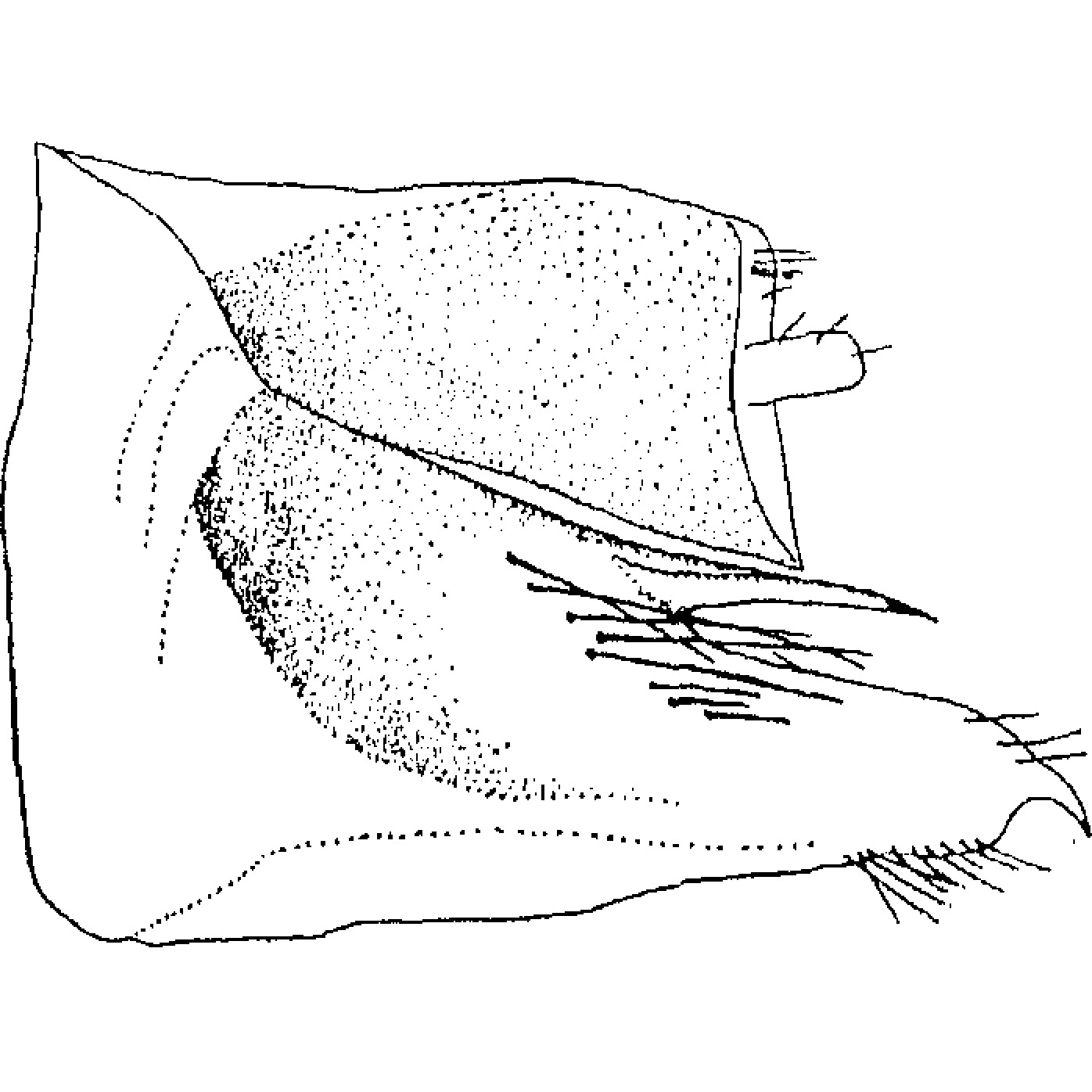 Pygofer, lateral view: !! display not done !! on Thamnotettix (Thamnotettix) minoidis Dlabola, 1974: Pygofer, lateral view. (Observation).