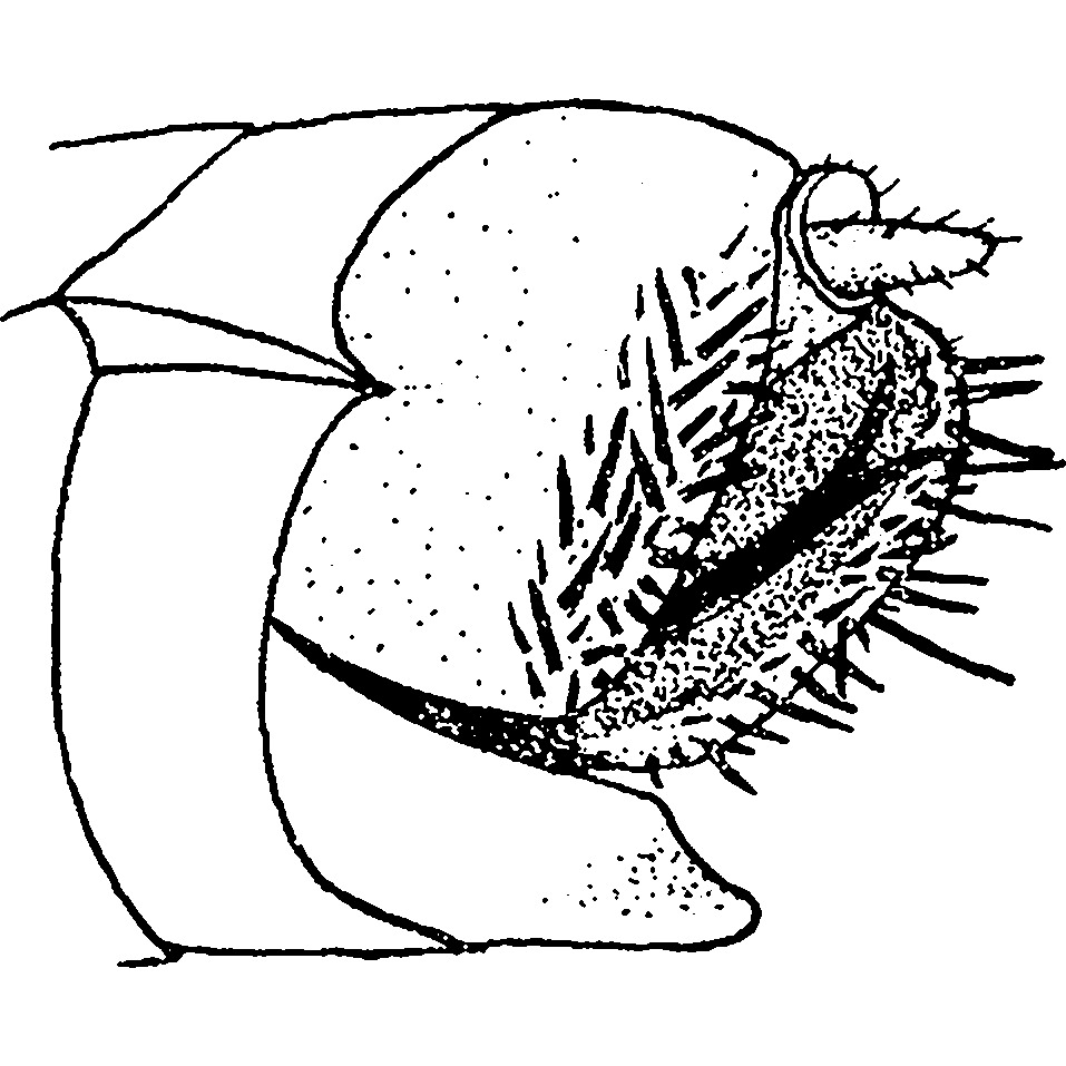Pygofer, lateral view: !! display not done !! on Epistagma (Epistagma) guttulinervis (Kirschbaum, 1868): Pygofer, lateral view. (Observation).