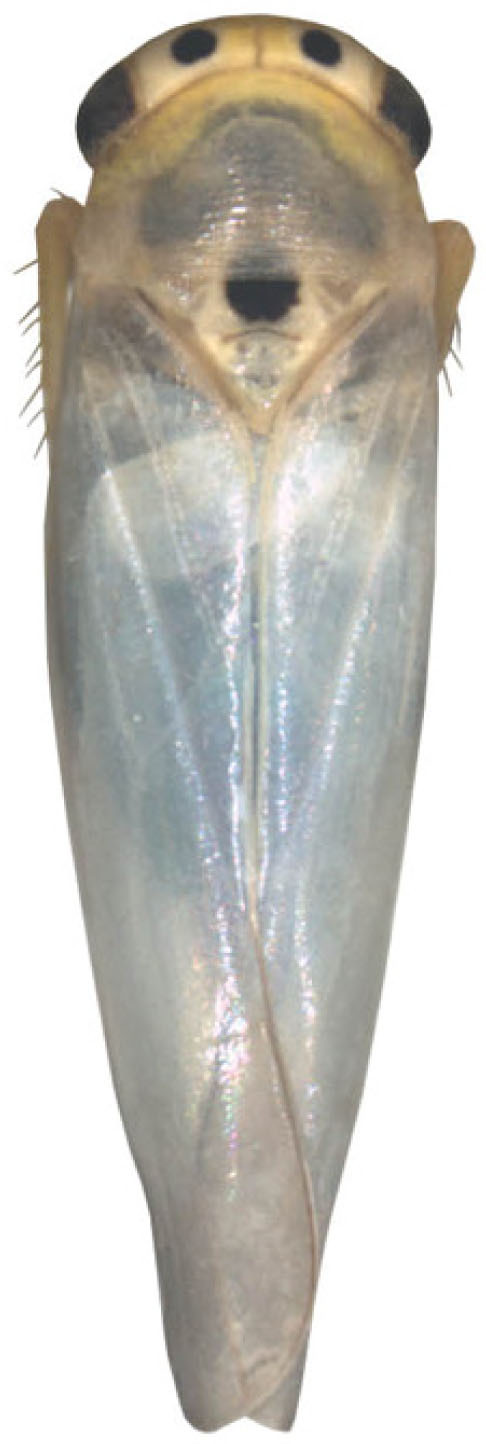 Habitus, dorsal view: Habitus, dorsal view. (Observation).