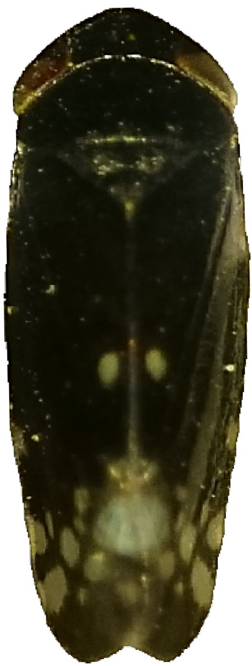 Habitus, dorsal view: !! display not done !! on Neoaliturus (Neoaliturus) fenestratus (Herrich-Schäffer, 1834): Habitus, dorsal view. (Observation).