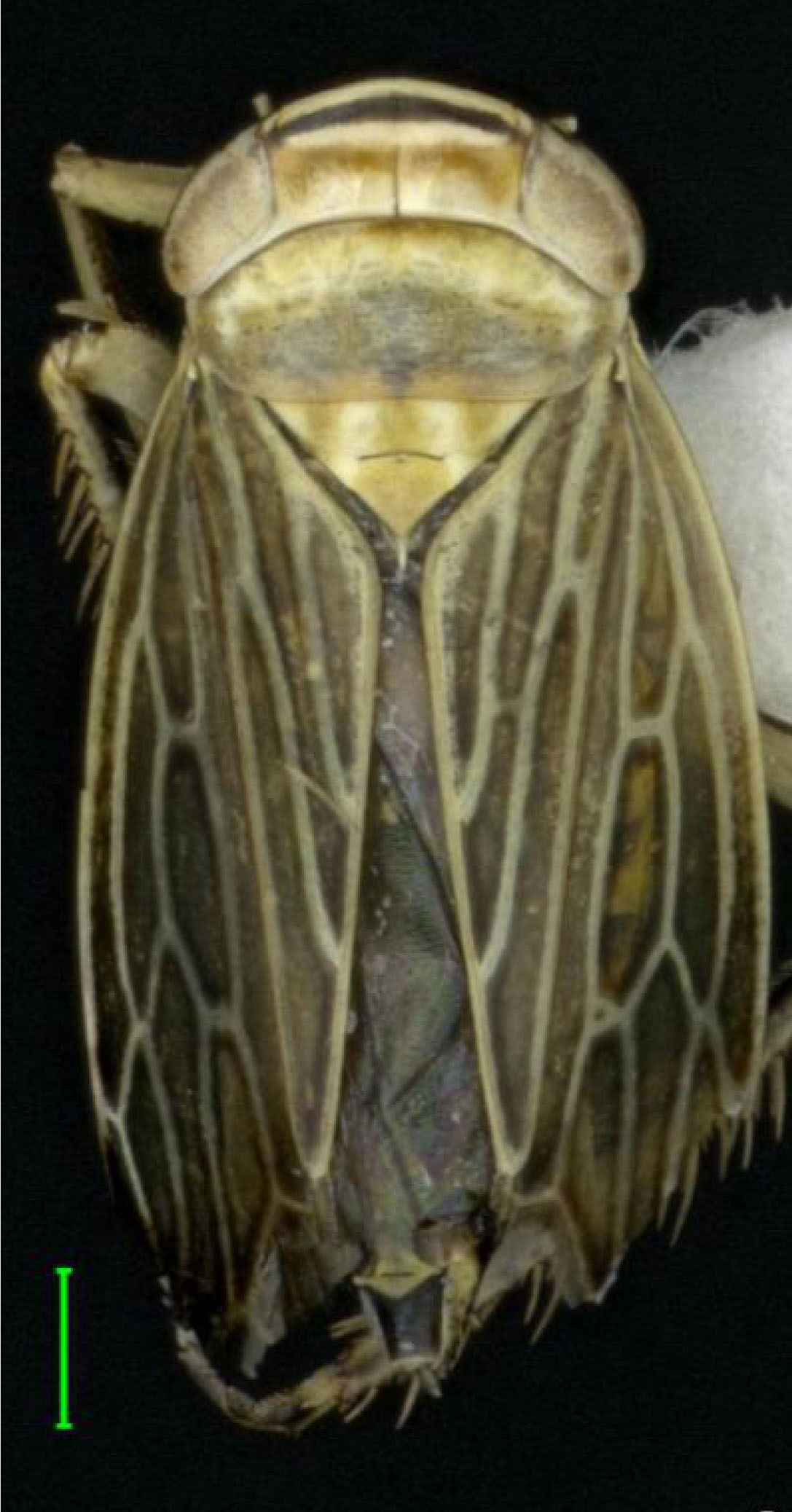 Habitus, dorsal view: !! display not done !! on Paramesus major Haupt, 1927: Habitus, dorsal view. (Observation).
